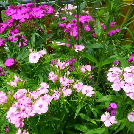 D'tente Skylodge Skali * Massat